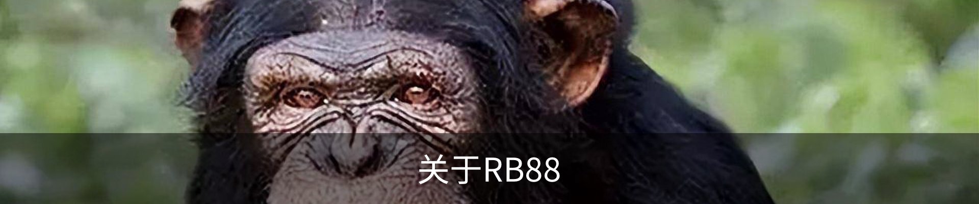 关于RB88
